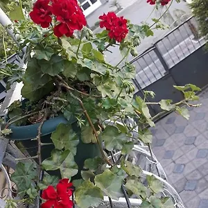  Проживание в семье Izolda Грузия